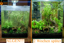 Lade das Bild in den Galerie-Viewer, Bunter Rennschnecken / Napfschnecken Mix | Neritina / Vittina sp. Aquarium Algenfrei / Algen entfernen
