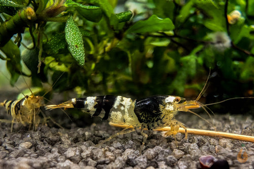 Black Bee / Crystal Black Bienengarnele | Ur-Stamm | Caridina logemanni im Aquarium