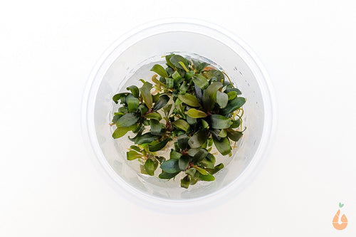 Bucephalandra 