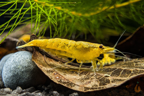 Jinsha Garnele | goldgelb mit Rückenstrich | Neocaridina davidi im Aquarium