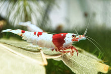 Lade das Bild in den Galerie-Viewer, Red Bee PRL Bienengarnele | Caridina logemanni - Pure Red Line Bee im Garnelenaquarium
