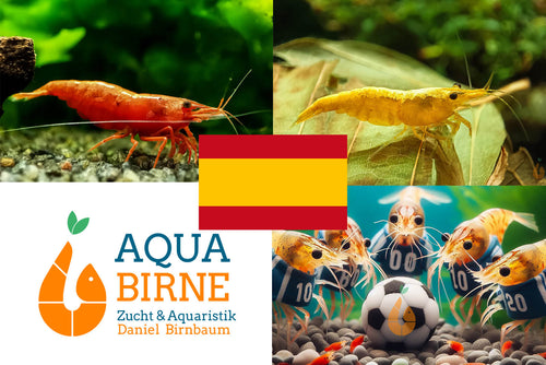 Bunter Neocaridina Garnelen Party-Mix | Team SPANIEN | 10+1 & kostenlose Probe für mein Aquarium