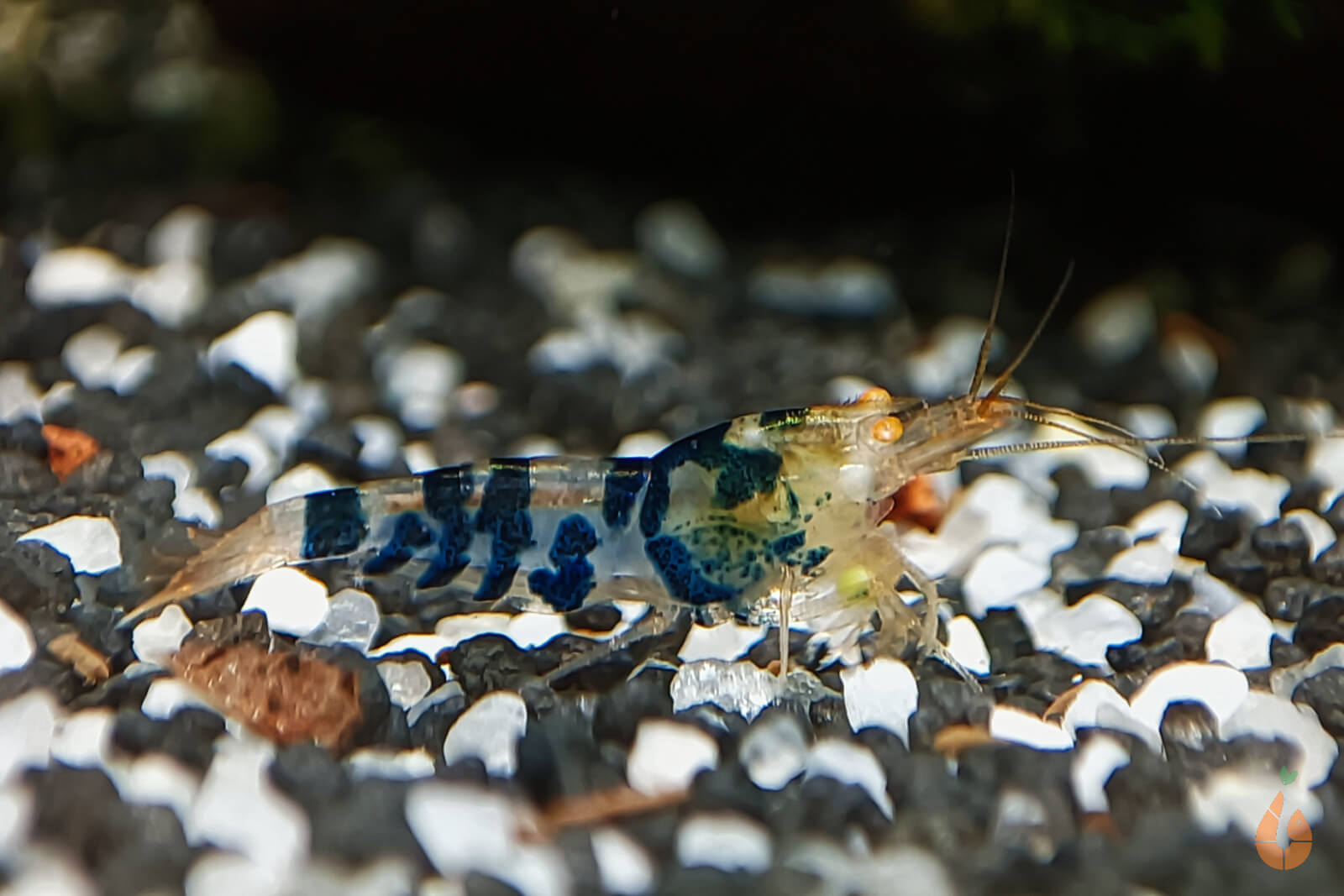 Tigergarnele OE / Orange Eye | Tiger Garnele | Caridina mariae im Aquarium