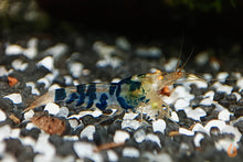 Lade das Bild in den Galerie-Viewer, Tigergarnele OE / Orange Eye | Tiger Garnele | Caridina mariae im Aquarium
