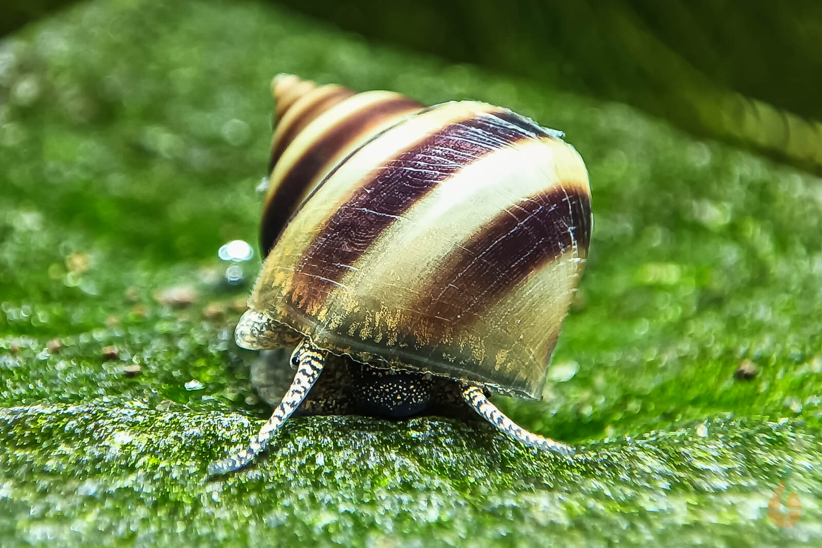 Pianoschnecken / Piano Schnecken | Pinselalgenschnecken | Taia naticoides im Schneckenaquarium