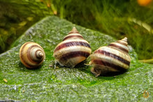 Lade das Bild in den Galerie-Viewer, Pianoschnecken / Piano Schnecken | Pinselalgenschnecken | Taia naticoides im Aquarium
